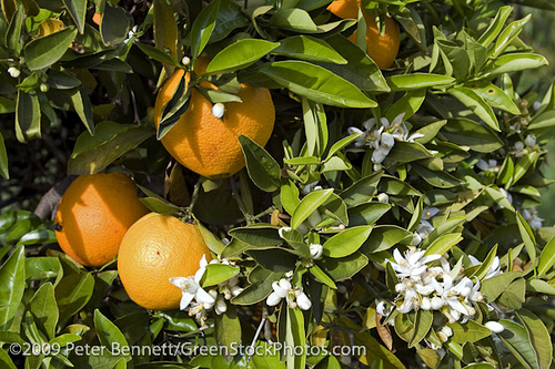 3747408430_cdd03372a9