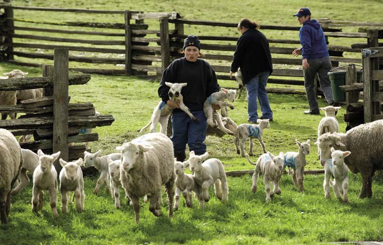 NavarroSummer12 Navarro Vineyard