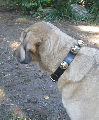 cowboycoolcanine.com