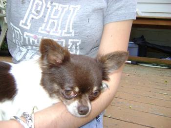 Total-lap-dog-Trace-67709966739_xlarge