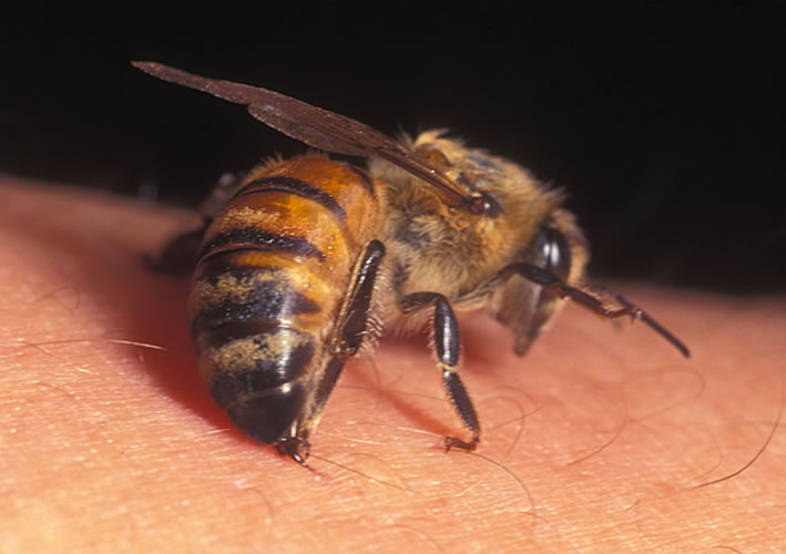 bee