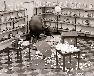 bull-in-a-china-shop