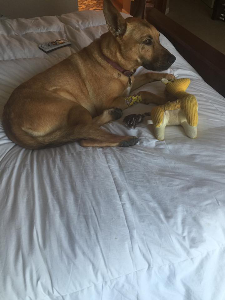 12963426_10209483415784667_8583413950944866241_n